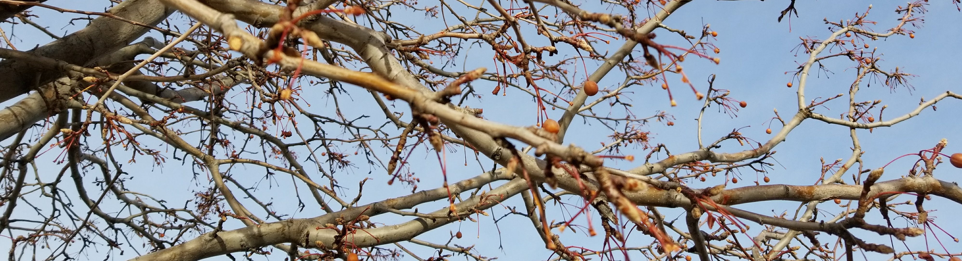 Bare tree branches beginning to bud in the spring