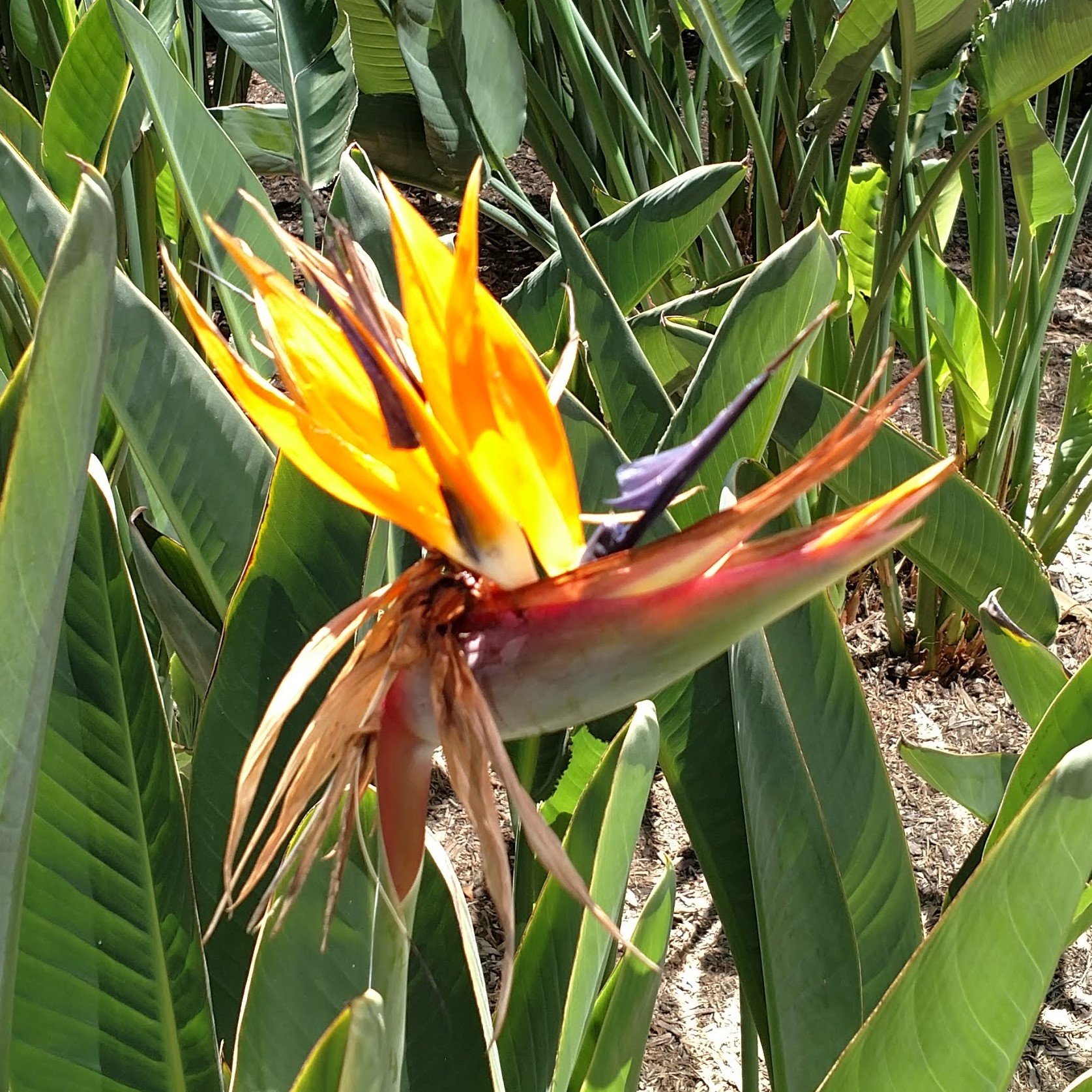 IMG_20180329_122845460